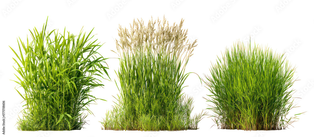 Obraz premium Three bunches of green grass isolated on transparent background