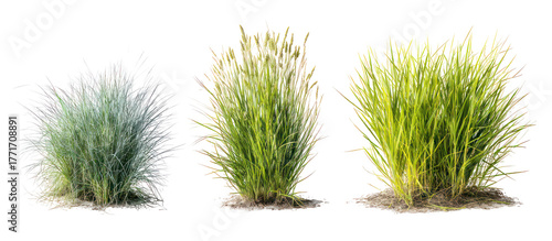 Fotografie Three different sizes of green grass clumps isolated on transparent background