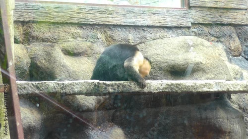 Costa Rica La Paz Waterfall Gardens This is a view of a white faced monkey eating off of a platform