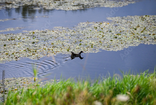 The Common Gallinule or Common moorhen on the water. Gallinula chloropus.