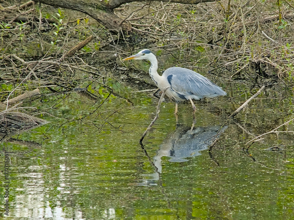 Naklejka premium Grey heron standing in a pool with reflection in the water in Bourgoyen nature reserve, Ghent, Belgium - Ardea cinerea