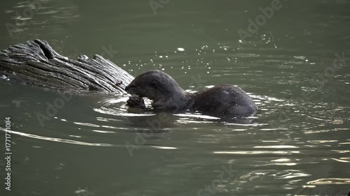 Otters are eating their prey.