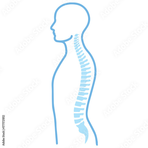 Spine Anatomy Illustration
