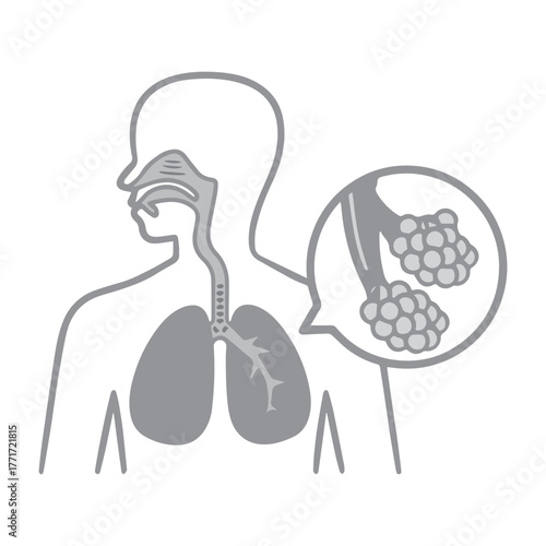 Lungs and Alveoli Diagram