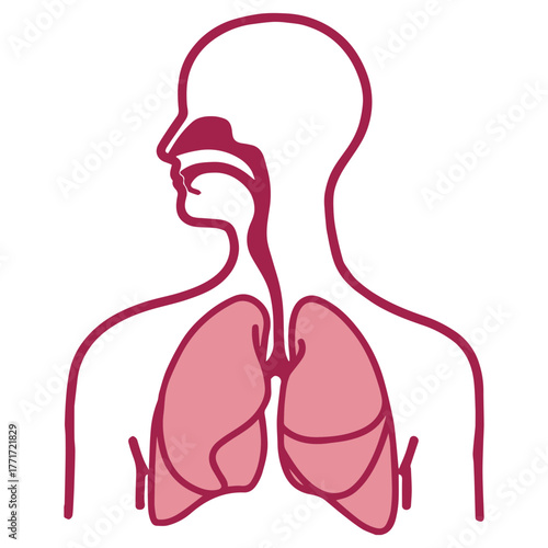 Respiratory System