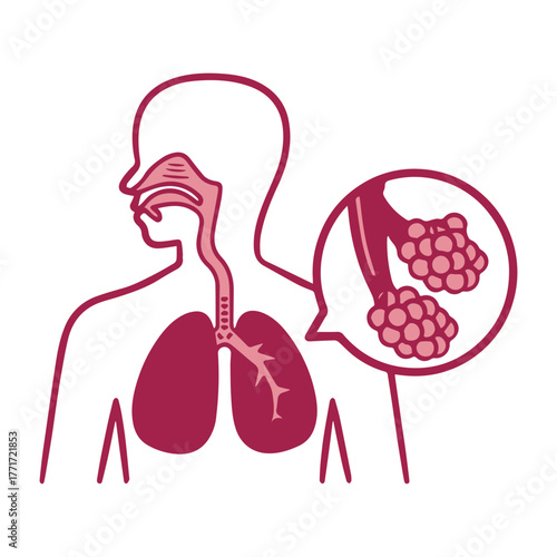 Human Respiratory System