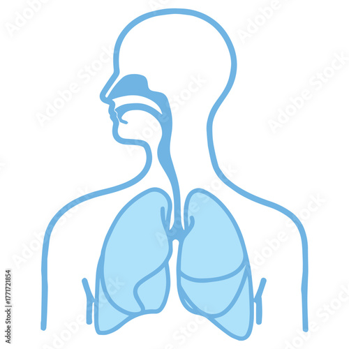 Human Respiratory System