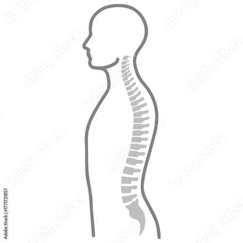 Human spine diagram