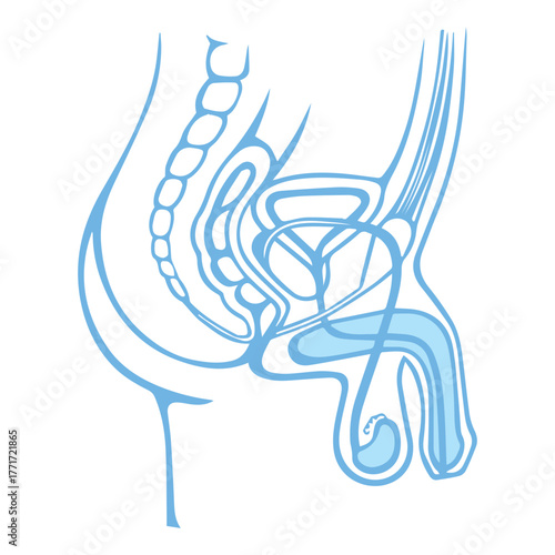 Male Reproductive System