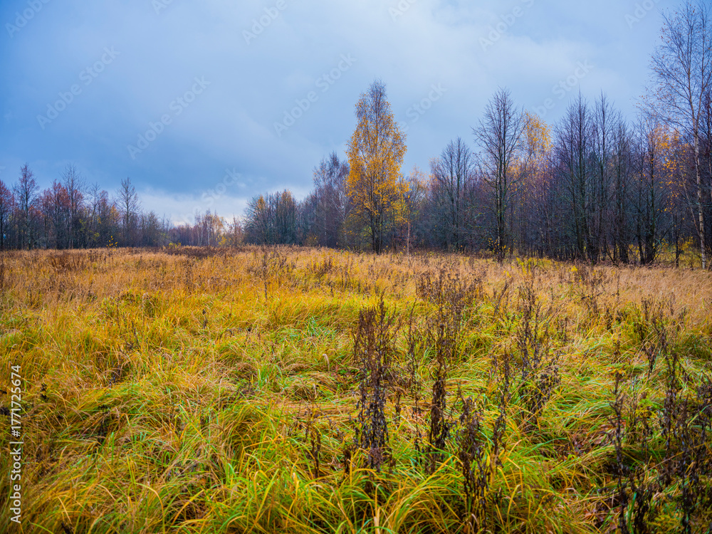Fototapeta premium autumn landscape sky clouds grass trees