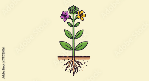 Detailed illustration of a vibrant flowering plant with roots and leaves.