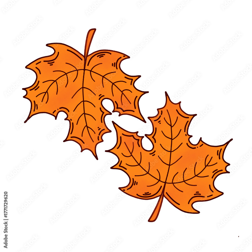 Fototapeta premium autumn maple leaves