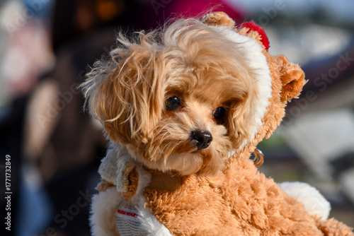 Billede på lærred 개, 푸들, 애완 동물, animal, 송곳니, 강아지, 귀여운, 작은, 사랑스러운, 갈색, 머리, 앉아있는, 익살, 포유동물, 가정의, 어리다