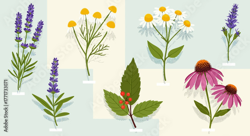 Illustrated collection of various medicinal herbs and flowers.