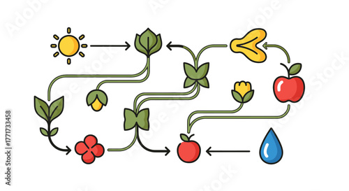 Life Cycle and Growth Process of Plants and Fruits Illustration.