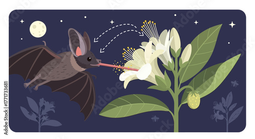 Nectarivorous bat with a long tongue pollinating a white flower.