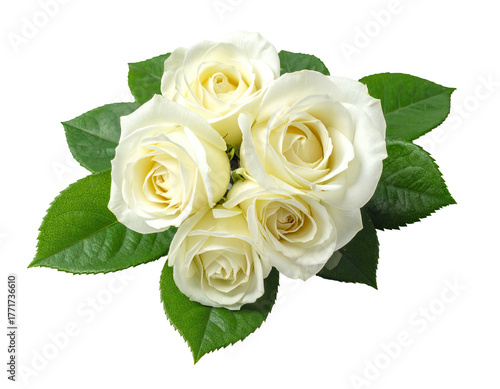 A cluster of white roses with lush green leaves on a transparent, black background
