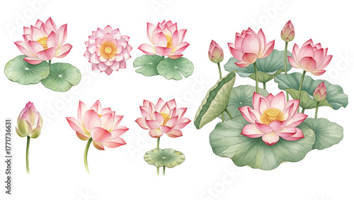 A beautiful collection of watercolor pink lotus flowers, featuring delicate petals in soft pink hues with green leaves and stems, isolated on a transparent background.