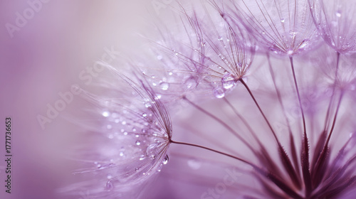 Close-up of flowers with drops