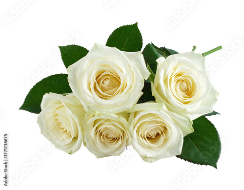 A cluster of white roses with green leaves. Isolated on black background