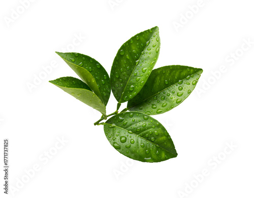 Citrus leaves with droplets set against a white background

