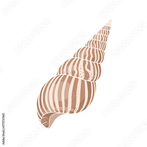 A detailed illustration of a spiraled sea snail shell, featuring elegant brown and beige stripes against a clean white background.