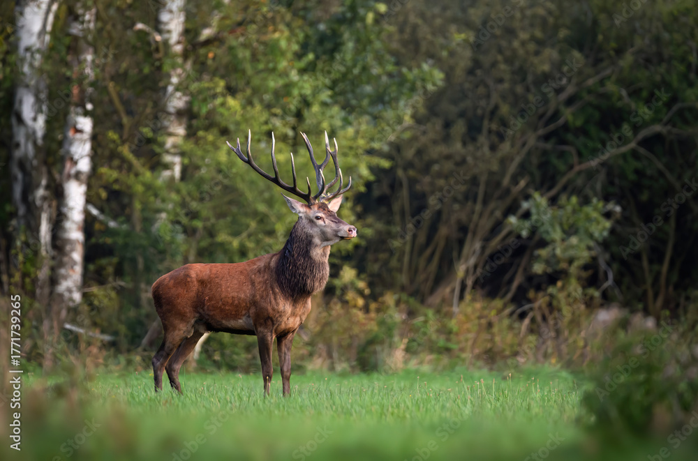 Obraz premium Deer male buck ( Cervus elaphus ) during rut