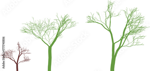 Three trees showing growth stages from sapling to maturity mature seedling