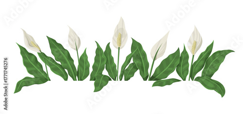 Peace lily foliage border isolated