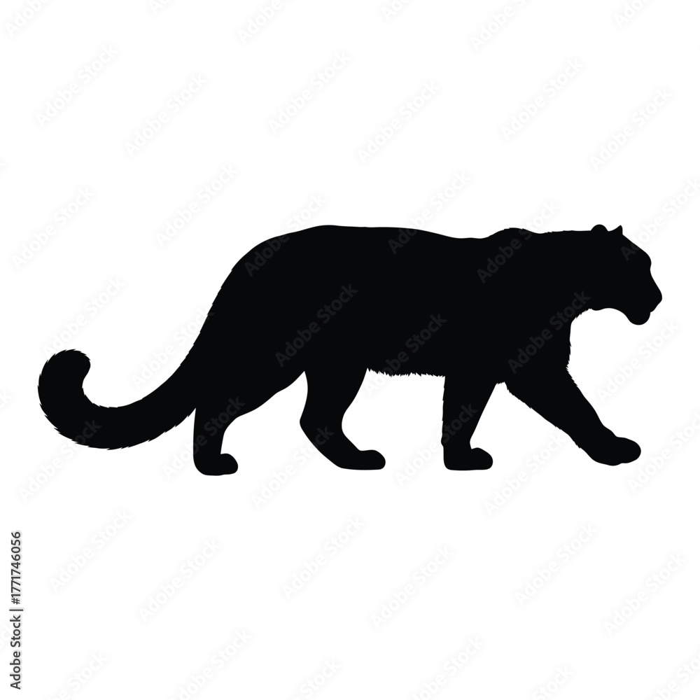 Obraz premium Silhouette of a panther, showcasing its sleek body and powerful muscles, a melanistic color variant of several species of wild cat