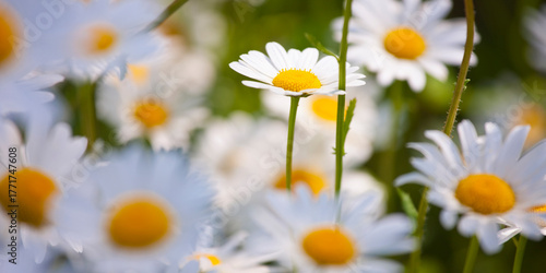 Daisies in a wildflower meadow
