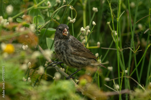 Galapagos finch