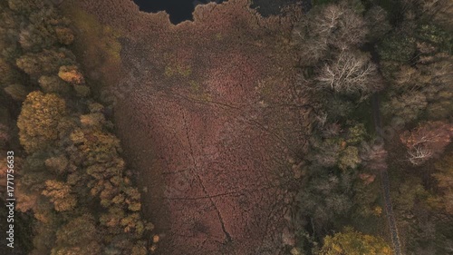 Top-down drone shot of a small, dark lake or marsh surrounded by dense, brown autumn reeds and mixed forest. The Curling Pond in the morning in Black Moss Nature Park, West Lothian, Scotland. 