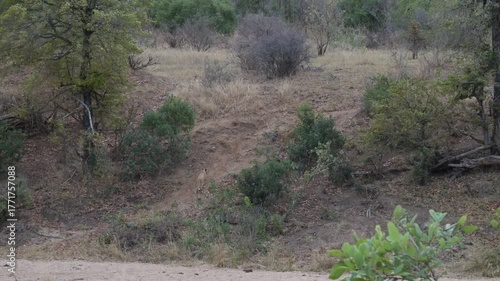 Lioness or Lion in the bush of Kruger National Park South Africa