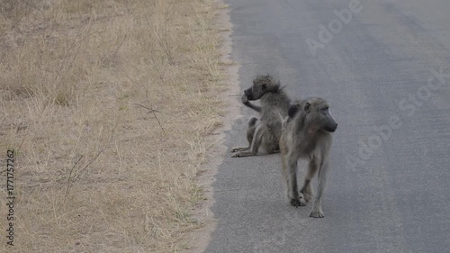 Baboons in the bush of Kruger National Park, South Africa