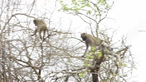 Baboons in the bush of Kruger National Park, South Africa