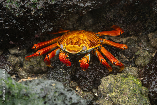 galapagos sally lightfoot crab