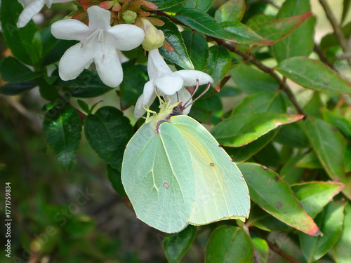 Cleopatra butterfly (Gonepteryx cleopatra), female  feeding on abelia flowers