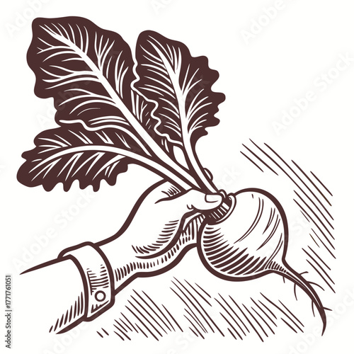 Hand Holding Freshly Harvested Turnip with Leafy Greens Vintage Rough Woodcut Engraving Linocut Style Vector Illustration