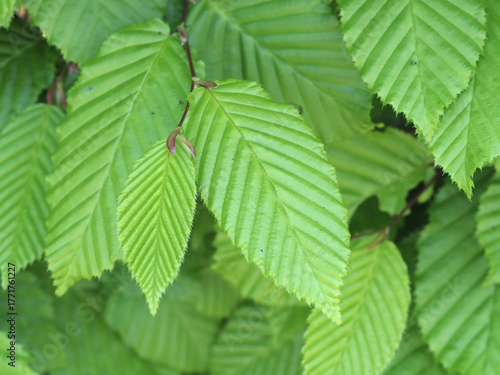 Green leaves of common hornbeam, Carpinus betulus