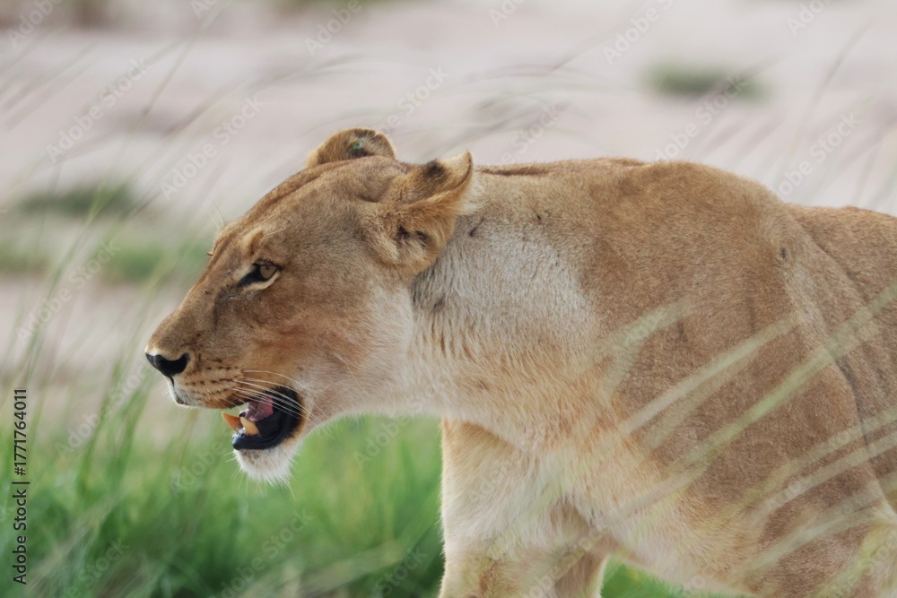 Obraz premium Lionne en chasse 