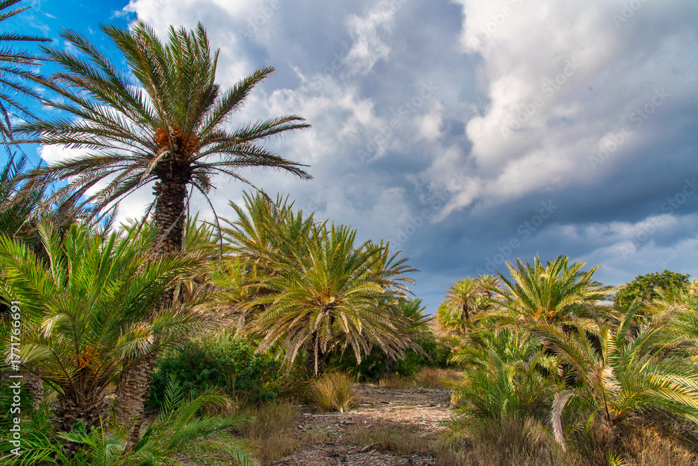 Naklejka premium The forest of Vai in Crete, Greece