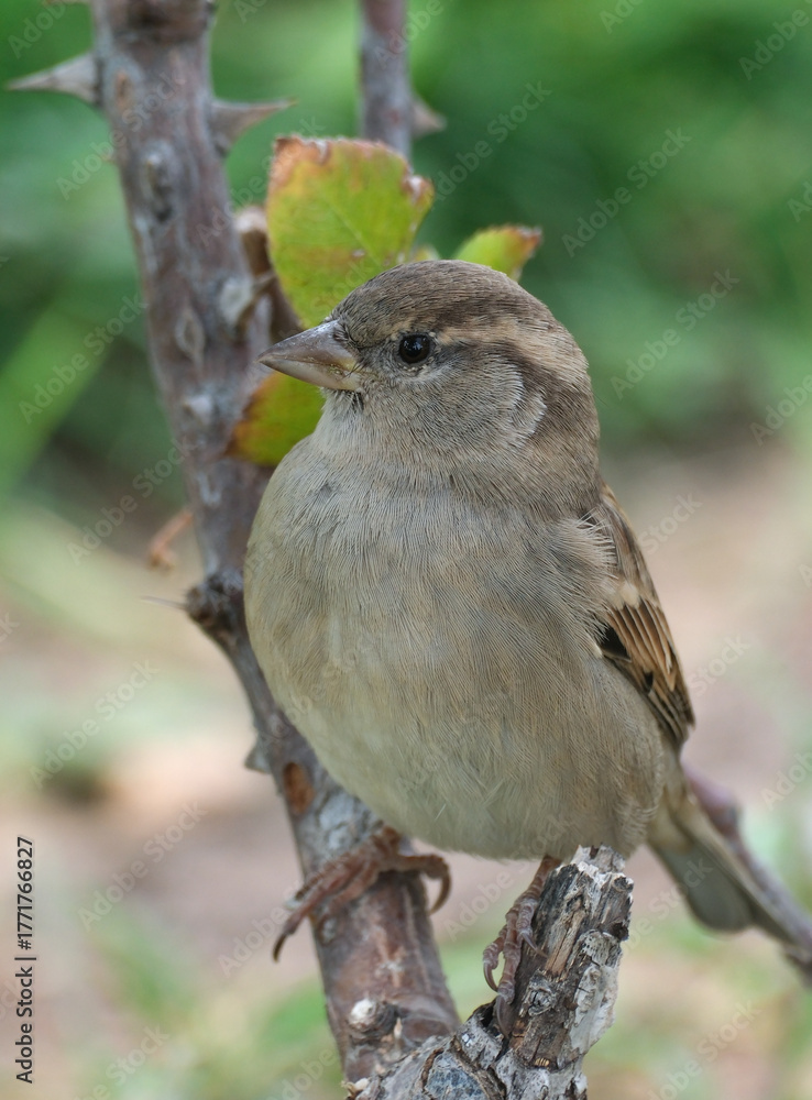 Fototapeta premium A female house sparrow on a branch