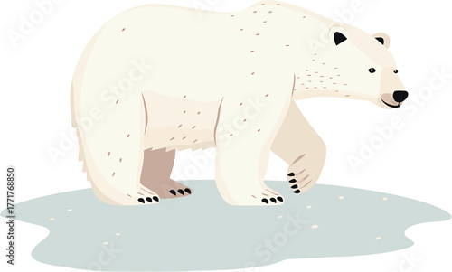 Polar bear vector illustration