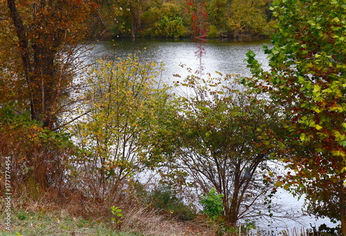 Natural Plant Growth at River
