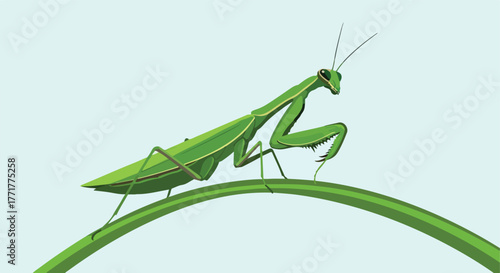 Praying mantis perches on a curved green stem