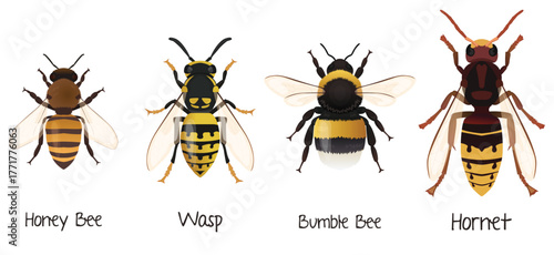 Bees Types Hymenoptera insects Hornet, bumblebee, wasp, honey bee vector illustration