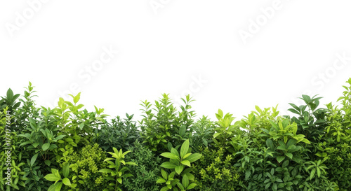 Fototapeta Naklejka Na Ścianę i Meble -  Vibrant botanical border of diverse green foliage, detailed shrubs and plants on lower third, clean bright white studio background with copy space, concept of natural vitality and growth