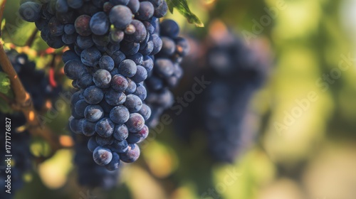 barbera. Close-up of ripe purple grapes on the vine with a natural sheen. menu design, packaging mockups, designed for food delivery and cloud-kitchen brand materials, used by sports marketers.