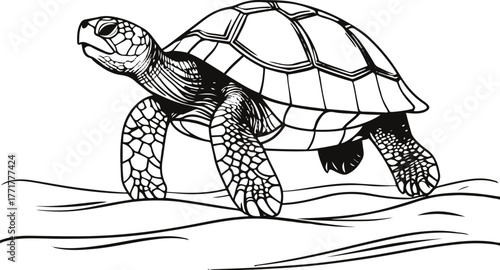 Turtle walking on sand, single continuous line drawing, minimal black lines, clean vector contour 1